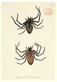 Australian Spiders Prints: Spider illustration