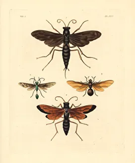 Spider wasps, digger wasp and carpenter ant Spider wasps, digger wasp and carpenter ant