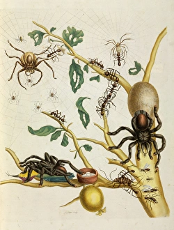 Spiders, insects and hummingbird on guava tree Spiders, insects and hummingbird on guava tree