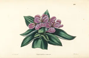 Spiderwort, Tradescantia crassifolia var. acaulis Spiderwort, Tradescantia crassifolia var. acaulis