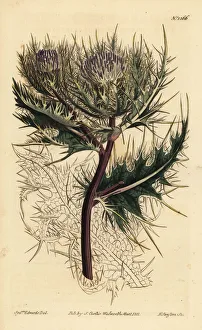 Spiniest thistle, Cirsium spinosissimum Spiniest thistle, Cirsium spinosissimum