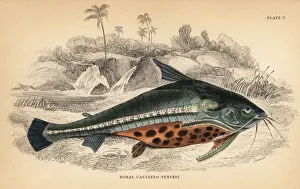 Spiny catfish or bacu, Acanthodoras cataphractus Spiny catfish or bacu, Acanthodoras cataphractus