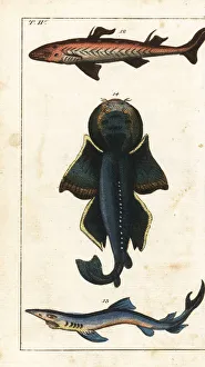 Spiny dogfish, blue shark and angel shark Spiny dogfish, blue shark and angel shark