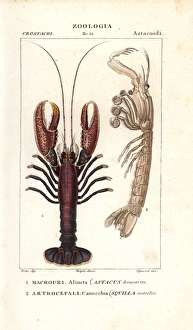 Spiny lobster, Panulirus homarus, and mantis Spiny lobster, Panulirus homarus, and mantis