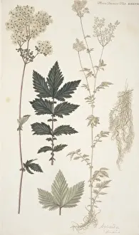 Botany Library Collection Prints: Spiraea sp