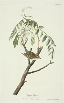 Spizella passerina, chipping sparrow Spizella passerina, chipping sparrow