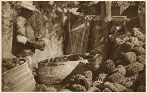 Sponge clipping, Nassau, Bahamas, West Indies Sponge clipping, Nassau, Bahamas, West Indies