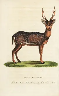 Zoology Historical Illustrations Prints: Spotted axis, Axis axis