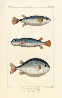 Spotted burrfish and long-spine porcupinefish Spotted burrfish and long-spine porcupinefish