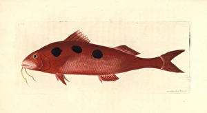 Spotted goatfish, Pseudupeneus maculatus Spotted goatfish, Pseudupeneus maculatus