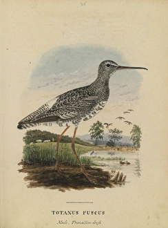Spotted Red Shank (male) Watercolour Plate 35 Spotted Red Shank (male) Watercolour Plate 35