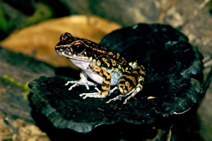 Spotted Stream Frog watches for prey from an old Spotted Stream Frog watches for prey from an old