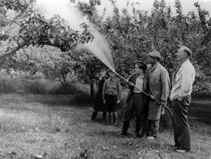 Historical Farming Practices UK Prints: Spraying Apple Trees