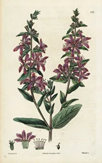 Spreading loosestrife, Lythrum diffusum Spreading loosestrife, Lythrum diffusum