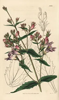 Spreading penstemon, Pentstemon diffusum Spreading penstemon, Pentstemon diffusum