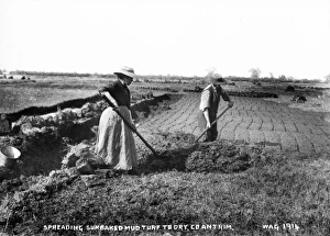 Spreading Sunbaked Mud Turf to Dry, Co. Antrim Spreading Sunbaked Mud Turf to Dry, Co. Antrim