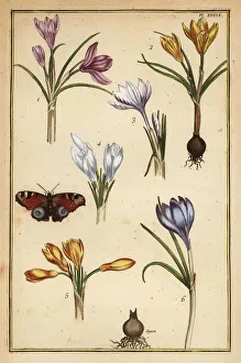 Spring crocus and European peacock butterfly Spring crocus and European peacock butterfly