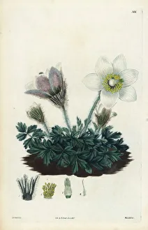 Spring pasqueflower, Anemone vernalis Spring pasqueflower, Anemone vernalis