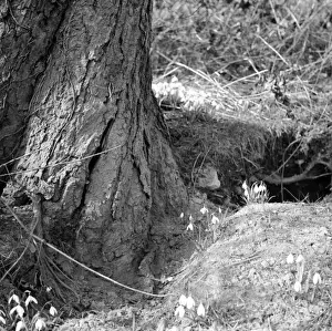 Norman Synge Photography Prints: Spring Snowdrops