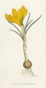 Vintage Botanical Artwork Prints: Curtis / Spring Crocus