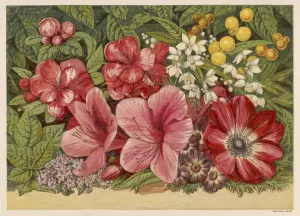 Prints of Acacia Dealbata (Mimosa); Deutzia Gracilis (Mock Orange); Senecio (Cineraria); Chaenomeles Japonica (Japanese Quince); Azalea; Anemone Coronaria; Heliotropium Gracilis Prints: Spring Flowers Print 1866