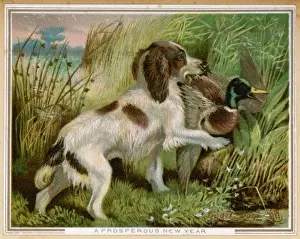 Springer Spaniel Print: Hunting Success