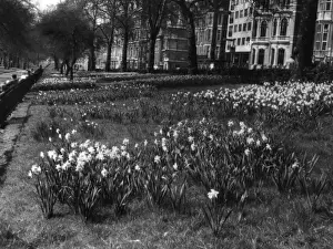 Springtime In England Prints: Springtime in Green Park