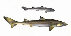 Squalus acanthias, or Spiny dogfish (adult and young) Squalus acanthias, or Spiny dogfish (adult and young)