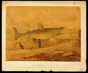 Squalus maximus, Basking shark taken at Brighton 5 Dec 1812 Squalus maximus, Basking shark taken at Brighton 5 Dec 1812