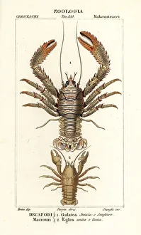 Squat lobster, Galathea strigosa 1, and Aegla laevis 2 Squat lobster, Galathea strigosa 1, and Aegla laevis 2