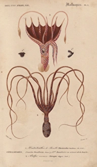 Squid, Histioteuthis bonnellii, and octopus Squid, Histioteuthis bonnellii, and octopus