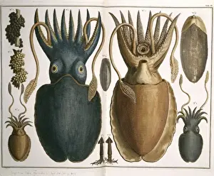 1759 Squid Print from Albertus Sebas Thesaurus Vol 3