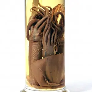 Squid Prints: Specimen Jar Containing Squid Print, Natural History Museum