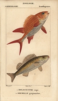 Squirrelfish, Holocentrus adscensionis Squirrelfish, Holocentrus adscensionis