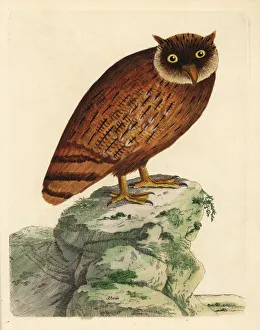 Sri Lankan brown fish owl, Ketupa zeylonensis Sri Lankan brown fish owl, Ketupa zeylonensis