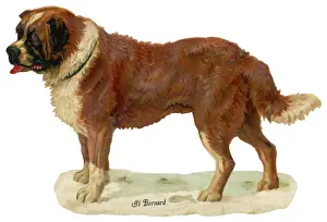 Historical Dog Breeds Prints: ST BERNARD