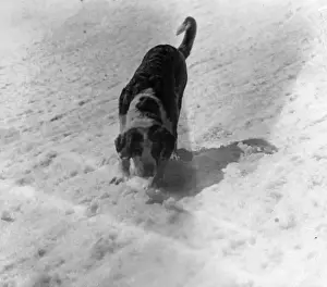 Early 1930s Swiss Print of St. Bernard in the Snow