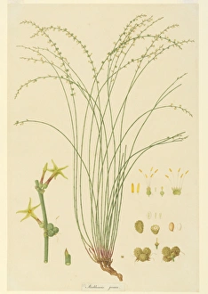 Stackhousia viminea, slender stackhousia Stackhousia viminea, slender stackhousia