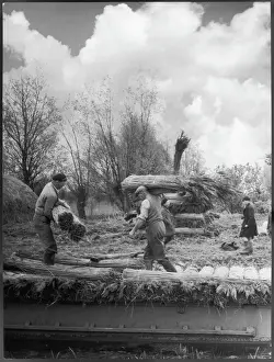 Prints of Stacking reeds to dry at Wicken Fen, Cambridgeshire. Once they have dried, they will be used for thatching roofs Wicken Prints: Stacking Reed for Thatch, Print