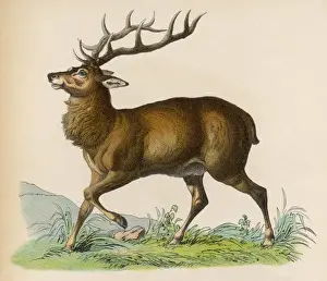 Forest Animals Prints: STAG