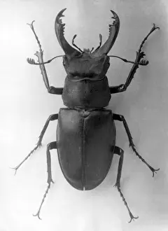 Stag Beetle Print, 1960s