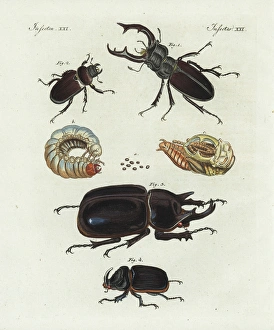 Stag beetle, rhinoceros beetle and European Stag beetle, rhinoceros beetle and European