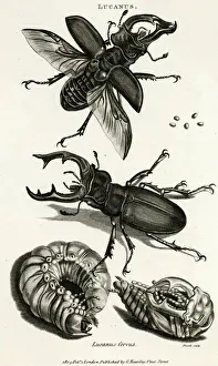Prints of Male and female stag beetles with pupa. Date: 1865 Related Prints: Stag Beetles Male and Female with Pupa Print, 1865