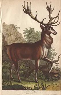 Ebenezer Sibly Prints: Stag, Cervus elaphus