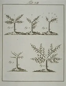 Flowering Plant Illustration Prints: Stages in Pruning - 2