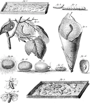 Stages of the Silkworm Print, Circa 1760