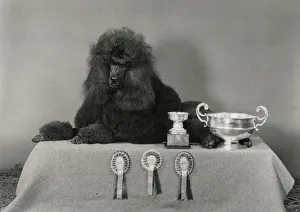 Standard poodle, Ch Leighbridge Catmint, with trophies and rosettes. Date: 1978 Standard poodle, Ch Leighbridge Catmint, with trophies and rosettes. Date: 1978
