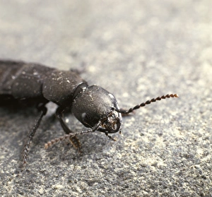 Staphylinus olens, devils coach horse beetle Staphylinus olens, devils coach horse beetle