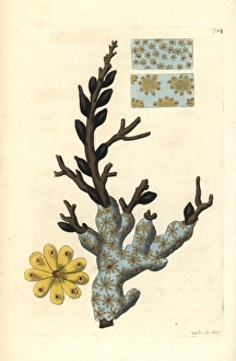 Star ascidian or golden star tunicate, Botryllus schlosseri Star ascidian or golden star tunicate, Botryllus schlosseri