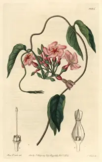 The Botanical Register Prints: Star-flowered echites, Echites stellaris